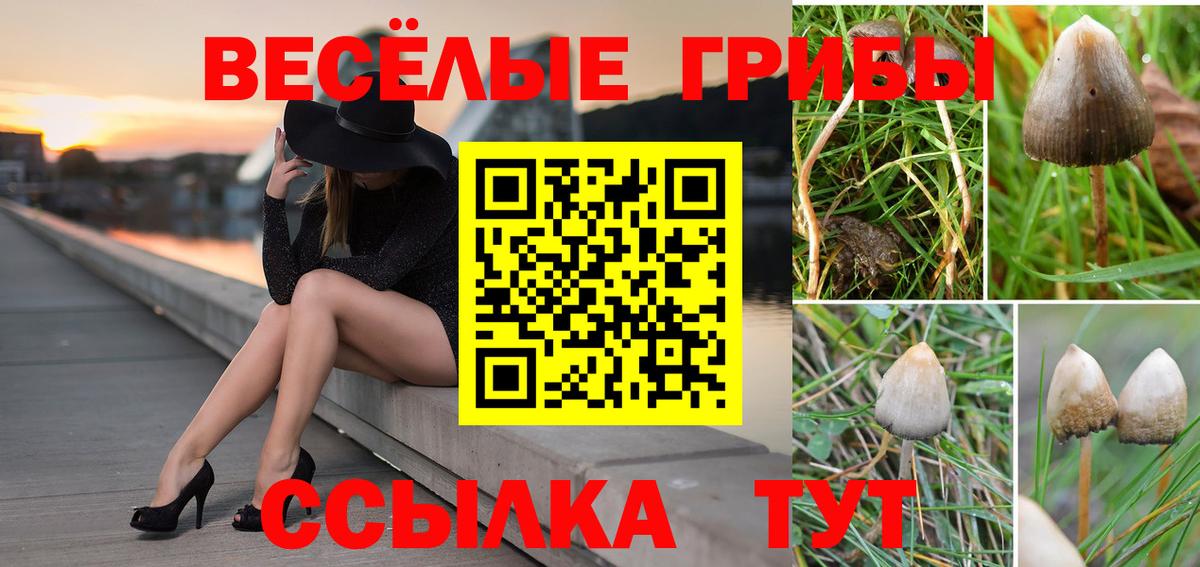 где можно купить наркотик  Вход с VPN  Арзамас  Псилоцибиновые грибы GOLDEN TEACHER 